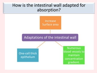 If the small intestines were only a hollow tube…0.5m2200.0m2