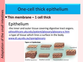 Increase Surface AreaInner walls have numerous folds