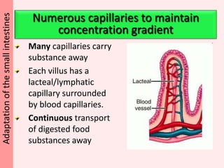Microvilli on villiAdaptation of the small intestines