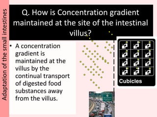 How is the intestinal wall adapted for absorption?