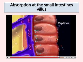Thin membrane – 1 cell thickOne-cell thick epitheliumEpithelium-the inner and outer tissue covering digestive tract organs.ukhealthcare.uky.edu/patient/glossary/glossary-e.htm-a type of tissue which lines a surface in the body.www.di.uq.edu.au/sparqglossaryAdaptation of the small intestines
