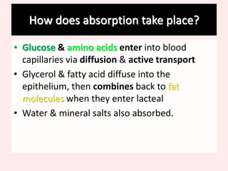 Increased intestinal surface area1 cell thick epithelium