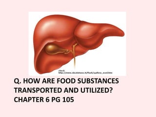Absorption at the small intestines villus
