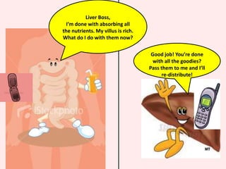 Glucose & amino acids enter into blood capillaries via diffusion & active transportGlycerol & fatty acid diffuse into the epithelium, then combines back to fat moleculeswhen they enter lactealWater & mineral salts also absorbed.How does absorption take place?