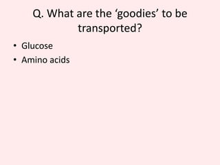 Small intestines4.	Adaptations of the intestines for absorption