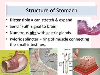 Circular muscle contracts; lumen constrictsAntagonistic musclesLongitudinal muscle relaxes