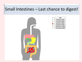 *StomachStructure of StomachDistensible = can stretch & expandSend “Full” signal to brainNumerous pits with gastric glandsPyloric splincter = ring of muscle connecting the small intestines. 
