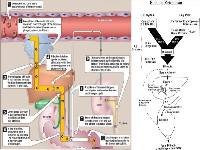 Stevens-Johnson Syndrome (SJS): Causes and Treatments