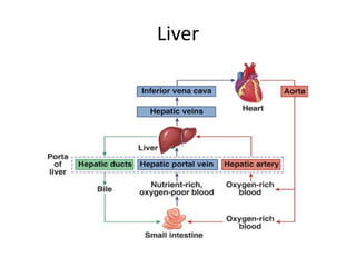 Liver