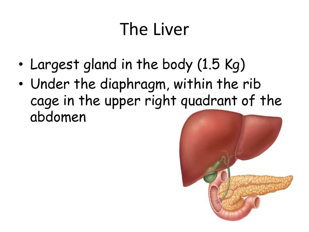 Liver