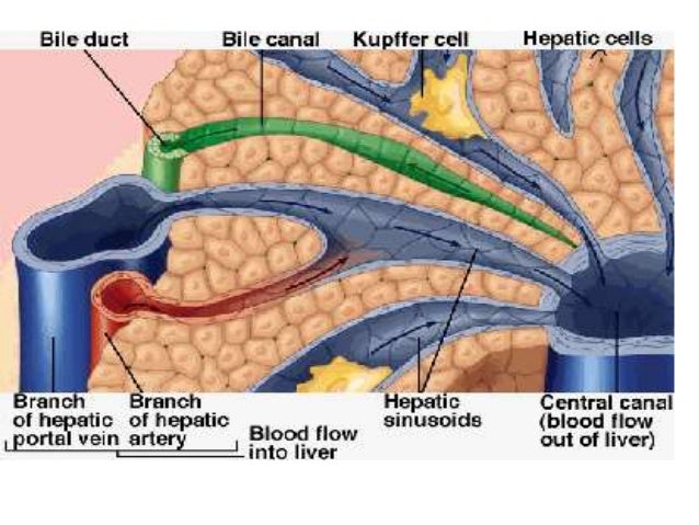 Liver