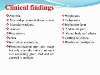 Clinical findings
Anorexia
 Mental depression- with excitement
 Muscular weakness
Jaundice
Recumbency
coma
intermittent convulsion.
Photosensitization may also occur
but only when the animals are on a
diet containing green feed and are
exposed to sunlight.
Weight loss,
Tachycardia,
Intennittent fever
 Abdominal pain,
 Ventral body wall edema
Clotting deficiency.
Diarrhea or constipation
 