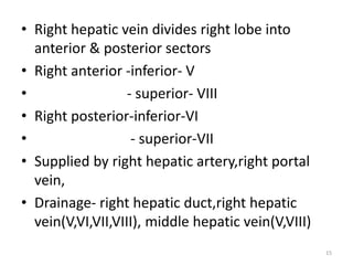 • Right hepatic vein divides right lobe into
anterior & posterior sectors
• Right anterior -inferior- V
• - superior- VIII
• Right posterior-inferior-VI
• - superior-VII
• Supplied by right hepatic artery,right portal
vein,
• Drainage- right hepatic duct,right hepatic
vein(V,VI,VII,VIII), middle hepatic vein(V,VIII)
15
 