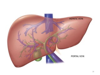 18
PORTAL VEIN
HEPATIC VEIN
 