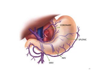28
SPLENIC
CORONARY
IMV
SMV
 