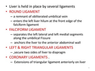 • Liver is held in place by several ligaments
• ROUND LIGAMENT
– a remnant of obliterated umbilical vein
– enters the left liver hilum at the front edge of the
falciform ligament
• FALCIFORM LIGAMENT
– separates the left lateral and left medial segments
along the umbilical Fissure
– anchors the liver to the anterior abdominal wall
• LEFT & RIGHT TRIANGULAR LIGAMENTS
– ,secure two sides of liver to diapragm
• CORONARY LIGAMENTS .
– Extensions of triangular ligament anteriorly on liver
6
 