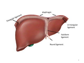 diaphragm
Lt triangular
ligament
Round ligament
Falciform
ligament
8
 