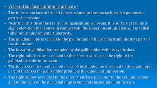 Liver | PPT | Free Download