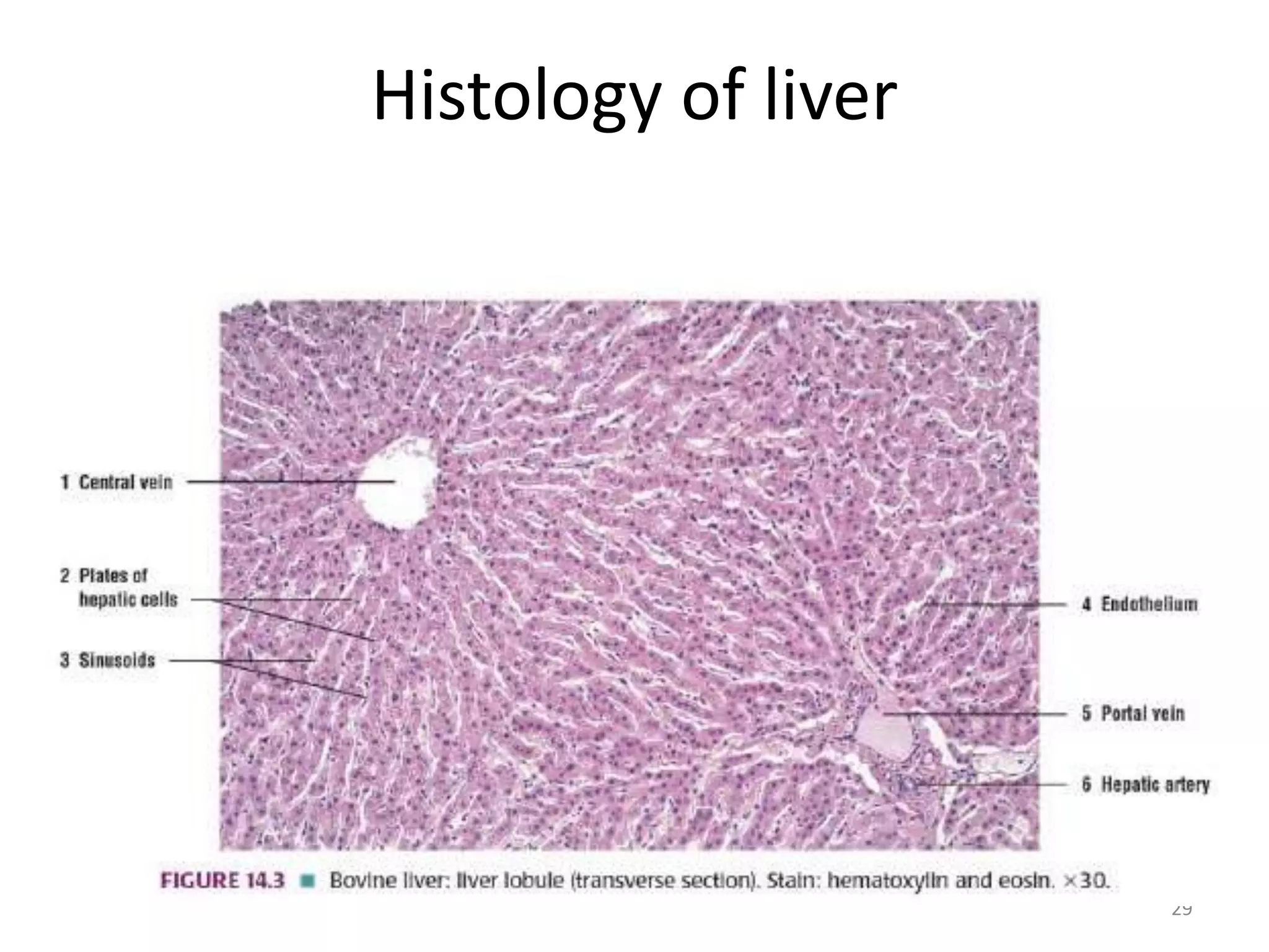 ALD, Cirrhosis, PBC and PSC | PPTX
