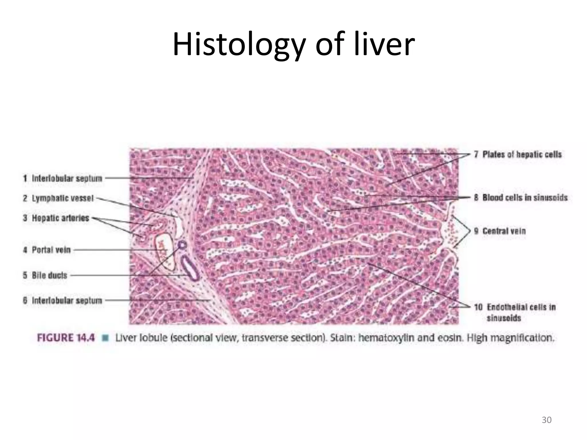 ALD, Cirrhosis, PBC and PSC | PPTX