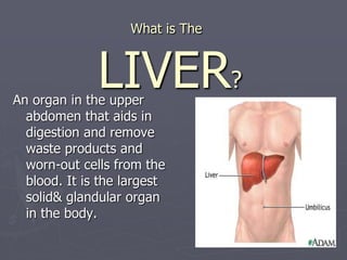 What is The
LIVER?
An organ in the upper
abdomen that aids in
digestion and remove
waste products and
worn-out cells from the
blood. It is the largest
solid& glandular organ
in the body.
 