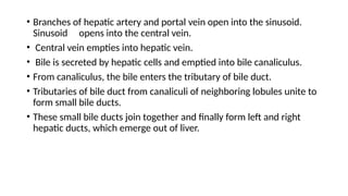 • Branches of hepatic artery and portal vein open into the sinusoid.
Sinusoid opens into the central vein.
• Central vein empties into hepatic vein.
• Bile is secreted by hepatic cells and emptied into bile canaliculus.
• From canaliculus, the bile enters the tributary of bile duct.
• Tributaries of bile duct from canaliculi of neighboring lobules unite to
form small bile ducts.
• These small bile ducts join together and finally form left and right
hepatic ducts, which emerge out of liver.
 