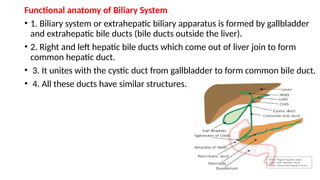 Functional anatomy of Biliary System
• 1. Biliary system or extrahepatic biliary apparatus is formed by gallbladder
and extrahepatic bile ducts (bile ducts outside the liver).
• 2. Right and left hepatic bile ducts which come out of liver join to form
common hepatic duct.
• 3. It unites with the cystic duct from gallbladder to form common bile duct.
• 4. All these ducts have similar structures.
 