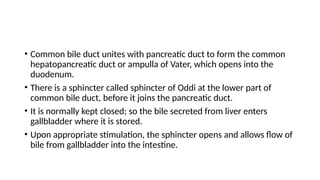 • Common bile duct unites with pancreatic duct to form the common
hepatopancreatic duct or ampulla of Vater, which opens into the
duodenum.
• There is a sphincter called sphincter of Oddi at the lower part of
common bile duct, before it joins the pancreatic duct.
• It is normally kept closed; so the bile secreted from liver enters
gallbladder where it is stored.
• Upon appropriate stimulation, the sphincter opens and allows flow of
bile from gallbladder into the intestine.
 