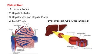 Parts of Liver
• 1. Hepatic Lobes
• 2. Hepatic Lobules
• 3. Hepatocytes and Hepatic Plates
• 4. Portal Triads
 