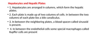Hepatocytes and Hepatic Plates
• 1. Hepatocytes are arranged in columns, which form the hepatic
plates.
• 2. Each plate is made up of two columns of cells. In between the two
columns of each plate lies a bile canaliculus.
• 3. In between the neighboring plates, a blood spacen called sinusoid
is present.
• 4. In between the endothelial cells some special macrophages called
Kupffer cells are present
 