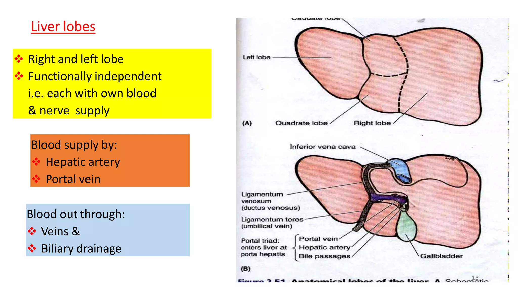 LIVER ANATOMY | PPTX