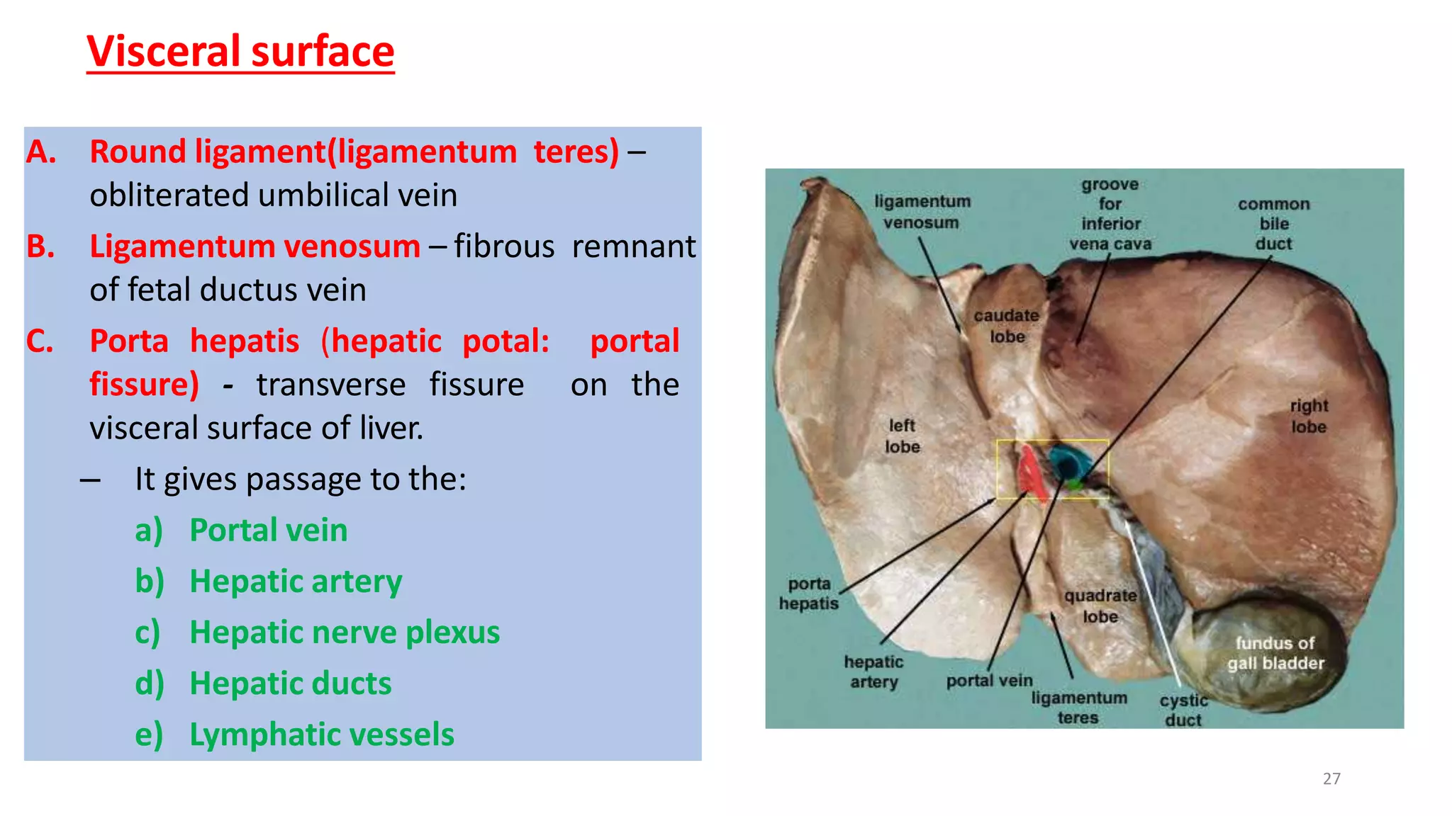 LIVER ANATOMY | PPTX