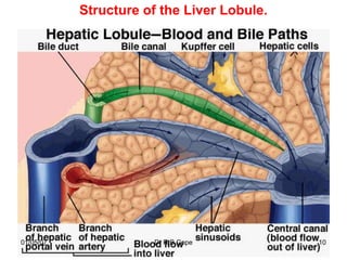 Structure of the Liver Lobule.




01/05/07              Dr R B Cope           10
 