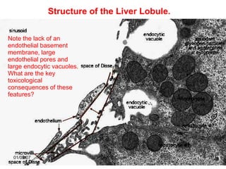 Structure of the Liver Lobule.


Note the lack of an
endothelial basement
membrane, large
endothelial pores and
large endocytic vacuoles.
What are the key
toxicological
consequences of these
features?




  01/05/07                  Dr R B Cope        11
 