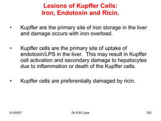 Lesions of Kupffer Cells:
                Iron, Endotoxin and Ricin.

•      Kupffer are the primary site of iron storage in the liver
       and damage occurs with iron overload.

•      Kupffer cells are the primary site of uptake of
       endotoxin/LPS in the liver. This may result in Kupffer
       cell activation and secondary damage to hepatocytes
       due to inflammation or death of the Kupffer cells.

•      Kupffer cells are preferentially damaged by ricin.




01/05/07                      Dr R B Cope                      120
 