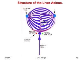 Structure of the Liver Acinus.




01/05/07               Dr R B Cope          13
 