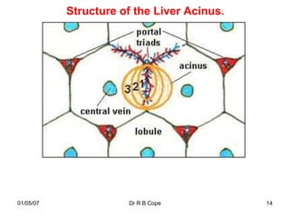 Structure of the Liver Acinus.




01/05/07              Dr R B Cope           14
 