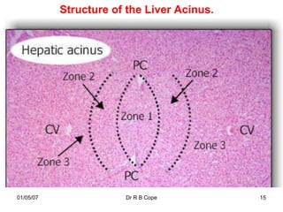 Structure of the Liver Acinus.




01/05/07               Dr R B Cope          15
 