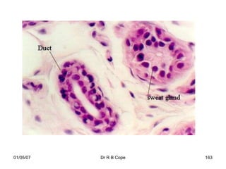 01/05/07   Dr R B Cope   163
 