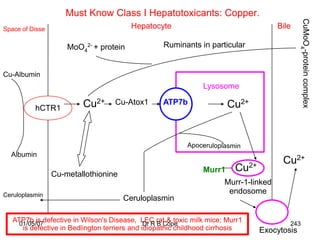 Must Know Class I Hepatotoxicants: Copper.




                                                                                             CuMoO4-protein complex
Space of Disse                          Hepatocyte                                    Bile

                     MoO42- + protein             Ruminants in particular


Cu-Albumin
                                                               Lysosome

          hCTR1          Cu2+      Cu-Atox1       ATP7b                Cu2+



  Albumin
                                                                                       Cu2+
                                                               Murr1     Cu2+
                 Cu-metallothionine
                                                                      Murr-1-linked
Ceruloplasmin
                                                                       endosome
                                      Ceruloplasmin

   ATP7b is defective in Wilson's Disease, LEC rat & toxic milk mice; Murr1
     01/05/07                                  Dr R B Cope                               243
      is defective in Bedlington terriers and idiopathic childhood cirrhosis    Exocytosis
 