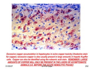 Excessive copper accumulation in hepatocytes in ovine copper toxicity (rhodanine stain
 for copper); excessive copper is also usually present in large amounts in hepatic Kupffer
  cells. Copper can also be identified using the rubeanic acid stain. REMEMBER: LARGE
   AMOUNTS OF COPPER WILL ONLY BE PRESENT IN THE LIVERS OF ASYMPTOMATIC
01/05/07
                 ANIMALS (I.E. BEFOREDr R B Cope HEMOLYTIC PHASE)!
                                         THE ACUTE                                     252
 