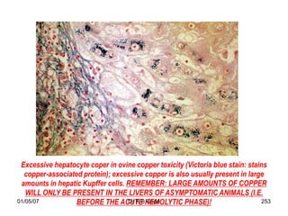 Excessive hepatocyte coper in ovine copper toxicity (Victoria blue stain: stains
  copper-associated protein); excessive copper is also usually present in large
 amounts in hepatic Kupffer cells. REMEMBER: LARGE AMOUNTS OF COPPER
   WILL ONLY BE PRESENT IN THE LIVERS OF ASYMPTOMATIC ANIMALS (I.E.
01/05/07          BEFORE THE ACUTE HEMOLYTIC PHASE)!
                                   Dr R B Cope                                  253
 