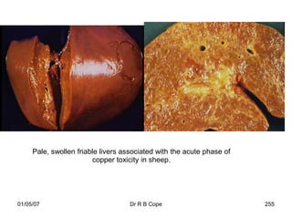 Pale, swollen friable livers associated with the acute phase of
                        copper toxicity in sheep.




01/05/07                            Dr R B Cope                        255
 