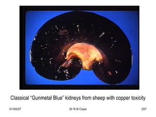 Classical “Gunmetal Blue” kidneys from sheep with copper toxicity
01/05/07                    Dr R B Cope                        257
 