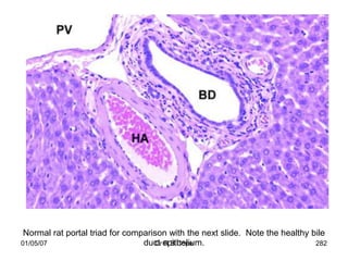 Normal rat portal triad for comparison with the next slide. Note the healthy bile
01/05/07                         duct epithelium.
                                    Dr R B Cope                                282
 