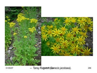 01/05/07   – Tansy Ragwort Cope
                     Dr R B (Senecio jacobaea).   286
 