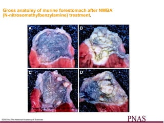 Gross anatomy of murine forestomach after NMBA
(N-nitrosomethylbenzylamine) treatment.




                             Zanesi N et al. PNAS 2001;98:10250-10255



©2001 by The National Academy of Sciences
 