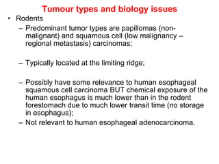 Tumour types and biology issues
• Rodents
   – Predominant tumor types are papillomas (non-
     malignant) and squamous cell (low malignancy –
     regional metastasis) carcinomas;

   – Typically located at the limiting ridge;

   – Possibly have some relevance to human esophageal
     squamous cell carcinoma BUT chemical exposure of the
     human esophagus is much lower than in the rodent
     forestomach due to much lower transit time (no storage
     in esophagus);
   – Not relevant to human esophageal adenocarcinoma.
 