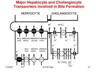 Major Hepatocyte and Cholangiocyte
           Transporters involved in Bile Formation




01/05/07                   Dr R B Cope               37
 
