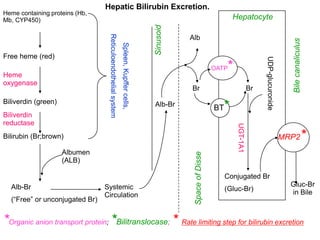 Hepatic Bilirubin Excretion.
Heme containing proteins (Hb,
Mb, CYP450)                                                                                                                   Hepatocyte




                                                                                        Sinusoid
                                  Reticuloendothelial system
                                                                                                   Alb




                                                                                                                                                                  Bile canaliculus
                                                               Spleen, Kupffer cells,
Free heme (red)




                                                                                                                                              UDP-glucuronide
Heme
                                                                                                                     OATP *
oxygenase
                                                                                                   Br                                    Br
Biliverdin (green)
Biliverdin
                                                                                        Alb-Br
                                                                                                                     BT   *
reductase




                                                                                                                               UGT-1A1
Bilirubin (Br;brown)                                                                                                                                            MRP2           *
                     Albumen




                                                                                                    Space of Disse
                     (ALB)

                                                                                                                          Conjugated Br
  Alb-Br                        Systemic                                                                                                                          Gluc-Br
                                                                                                                          (Gluc-Br)                               in Bile
                                Circulation
  (“Free” or unconjugated Br)


*Organic anion transport protein; *Bilitranslocase; * Rate limiting step for bilirubin excretion
 